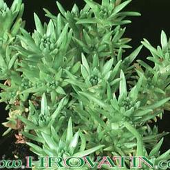 Sedum stenopetalum