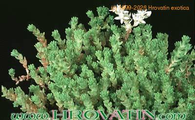 Sedum winklerii 1084