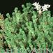 Sedum winklerii 1084