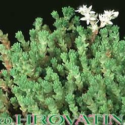 Sedum winklerii