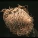 Selaginella lepidophylla 1910