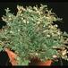 Selaginella lepidophylla 1911