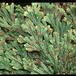 Selaginella lepidophylla 1912