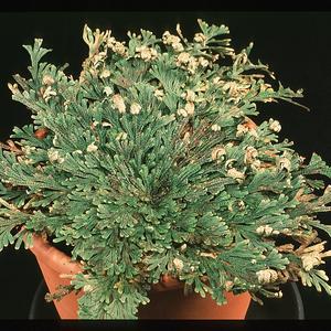 Selaginella lepidophylla