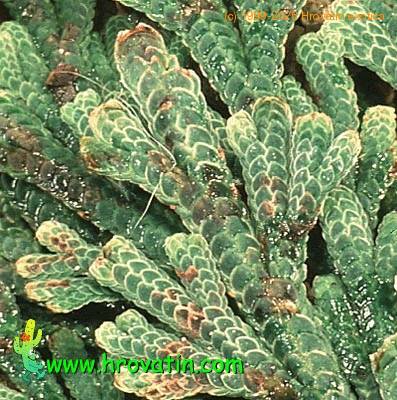 Selaginella lepidophylla leaf 1912