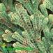 Selaginella lepidophylla leaf 1912
