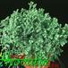 Selaginella species 1869