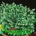 Selaginella species 1870