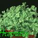 Selaginella species 1871