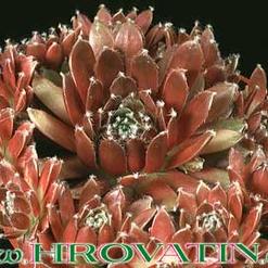 Sempervivum arachnoideum hybrid
