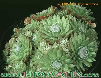 Sempervivum arachnoideum v  1095