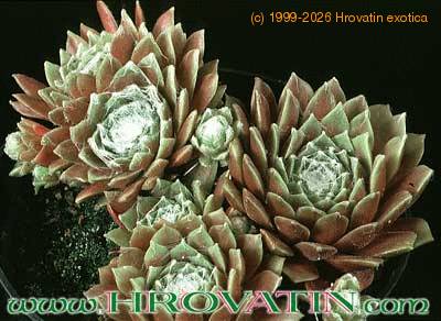 Sempervivum arachnoideum v rubrum 1092