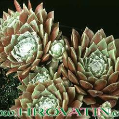 Sempervivum arachnoideum v. Rubrum