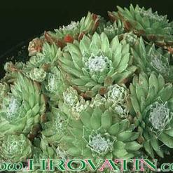 Sempervivum arachnoideum v.