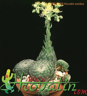 Sempervivum ciliosum 1275