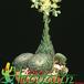 Sempervivum ciliosum 1275