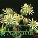 Sempervivum ciliosum flower 1276