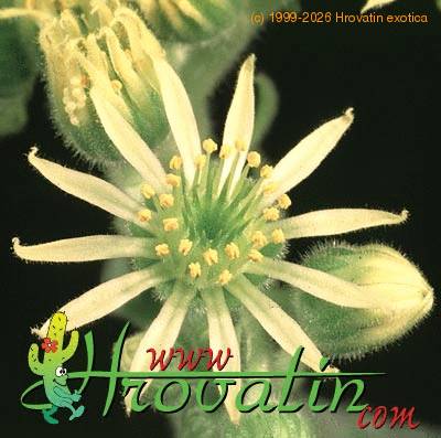 Sempervivum ciliosum flower 1277