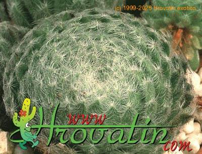 Sempervivum ciliosum leaf 1278