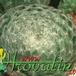 Sempervivum ciliosum leaf 1278