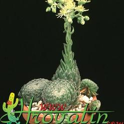 Sempervivum ciliosum