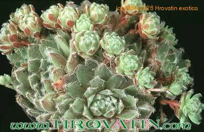 Sempervivum 'hey, hey' 1093