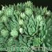 Sempervivum jovibarba v sobolifera 1094