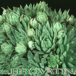Sempervivum jovibarba v. sobolifera