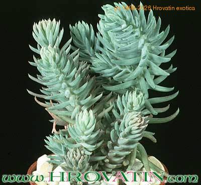 Sempervivum sediforme 1099