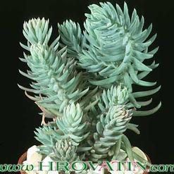 Sempervivum sediforme