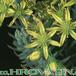 Sempervivum sediforme thorn 1101