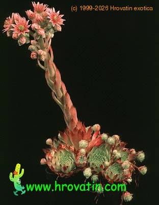 Sempervivum sosnowskii 1317