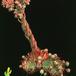 Sempervivum sosnowskii 1317