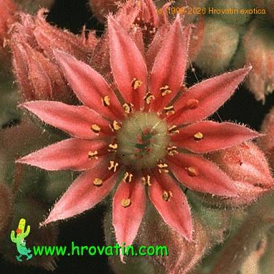 Sempervivum sosnowskii flower 1318