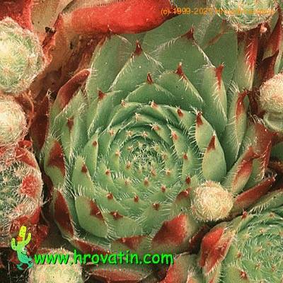 Sempervivum sosnowskii leaf 1319