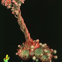 Sempervivum sosnowskii