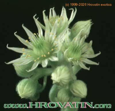 Sempervivum tomentosum flower 1079