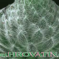 Sempervivum tomentosum