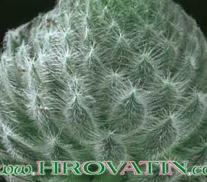 Sempervivum tomentosum