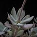 Senecio abyssinicus 01
