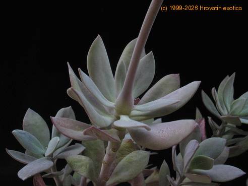 Senecio abyssinicus 01