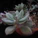 Senecio abyssinicus 02