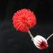 Senecio abyssinicus 03