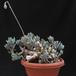 Senecio abyssinicus 10