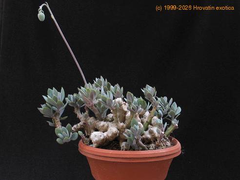 Senecio abyssinicus 10
