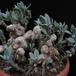 Senecio abyssinicus 11