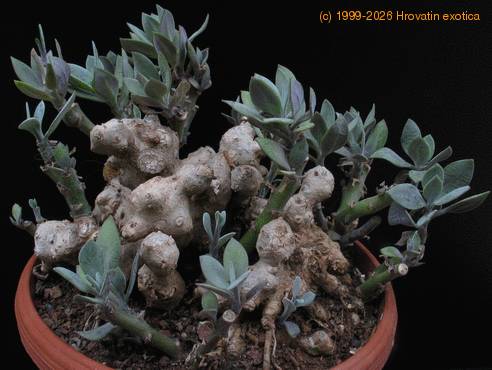 Senecio abyssinicus 11