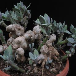 Senecio abyssinicus