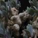 Senecio abyssinicus SIc