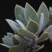 Senecio abyssinicus SIl